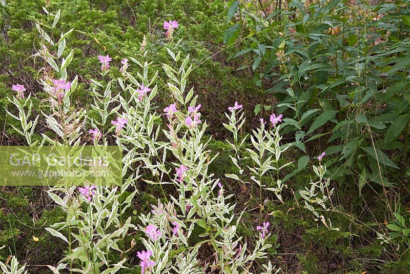 Physostegia virginiana 'Variegata' - Obedient plant 