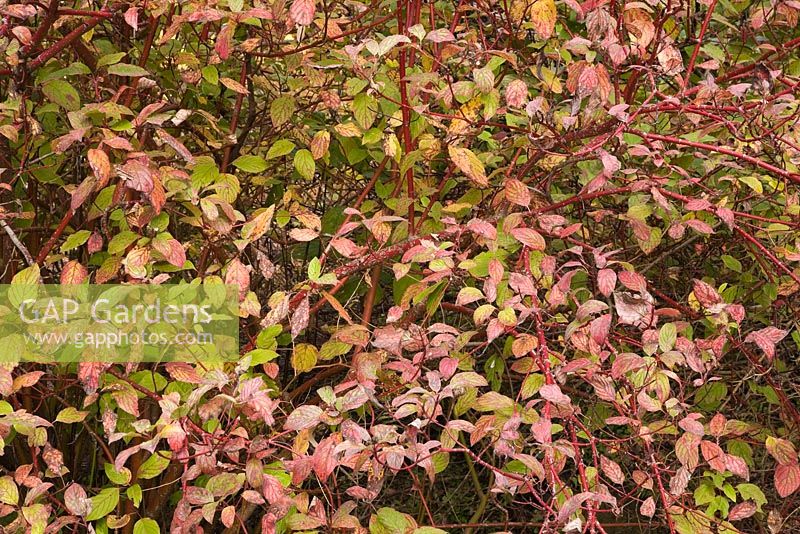 Cornus racemosa - Gray Dogwood shrub 