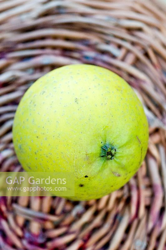 Ananas Reinette apple, an attractive small yellow apple, with a pineapple-like flavour.