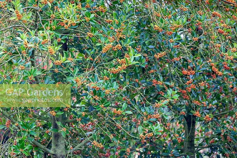 Ilex aquifolium 'Amber' - Orange berried holly