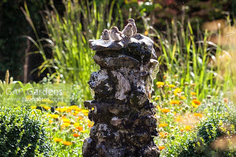 Sparrows bathing and drinking from a rustic flint fountain in the morning sunshine.