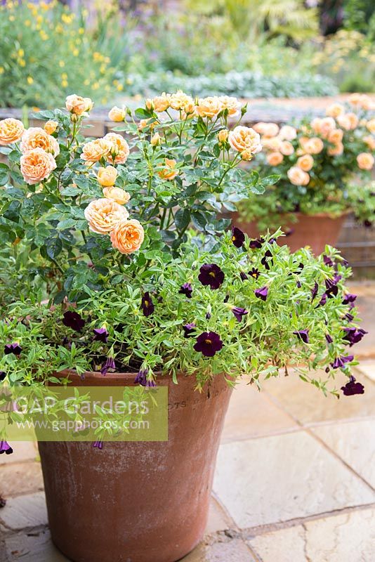 Container planted with Calibrachoa 'Black Cherry' Can Can series and Rosa 'Sweet Dream' - Fryminicot.
