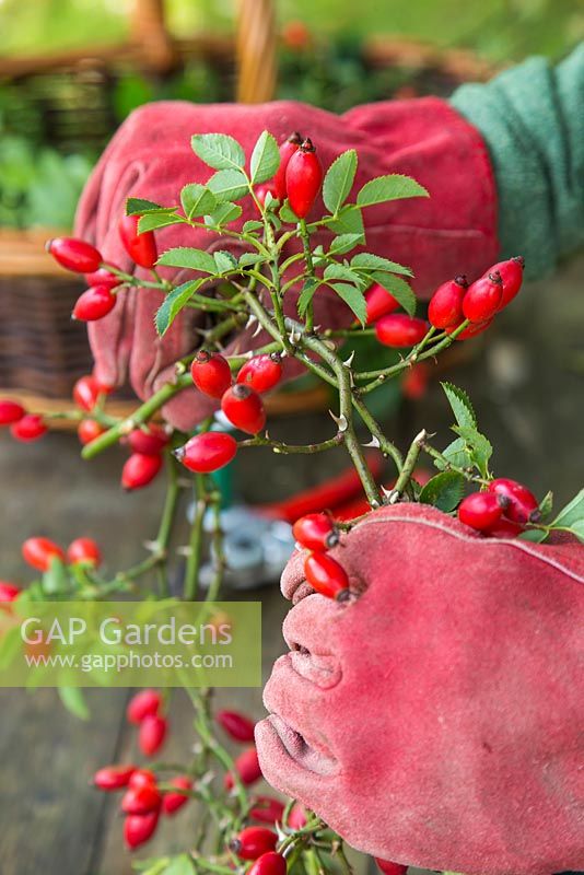 Gently bending Rose hip cuttings to form a circle
