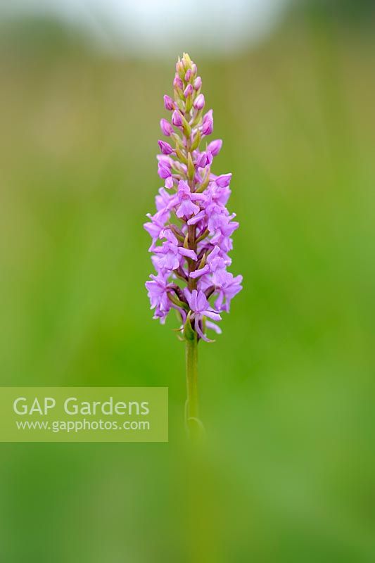 Genus gymnadenia conopsea - fragrant Orchid, Norfolk, England, July