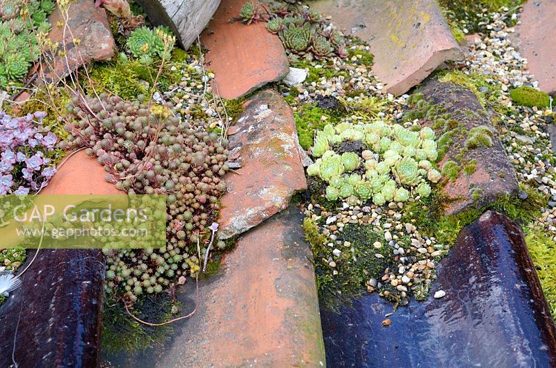 Sedums and Sempervivums grown for decorative effect on reclaimed Pantiles