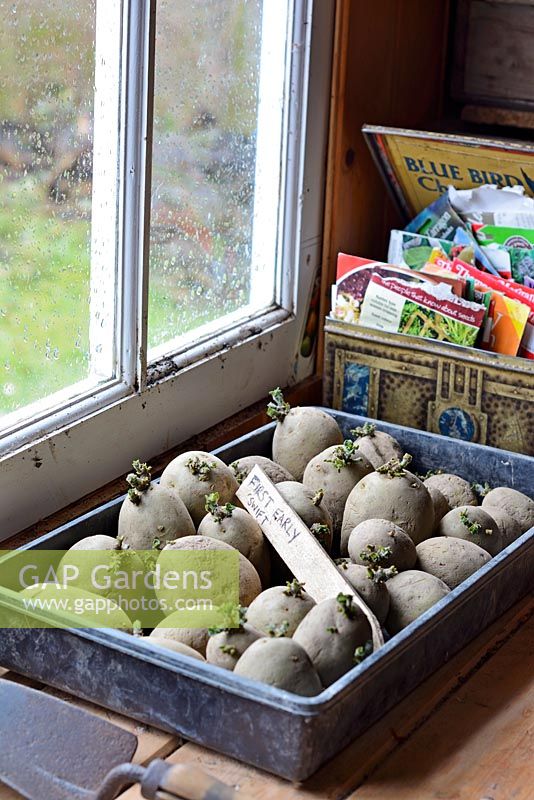 Certified first early seed potatoes, 'Swift', being chitted in tray beside potting shed window