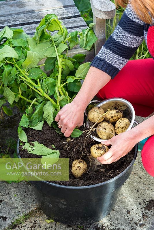 Woman gathering pot-grown early potatoes, 'Swift', on Garden patio, England, June