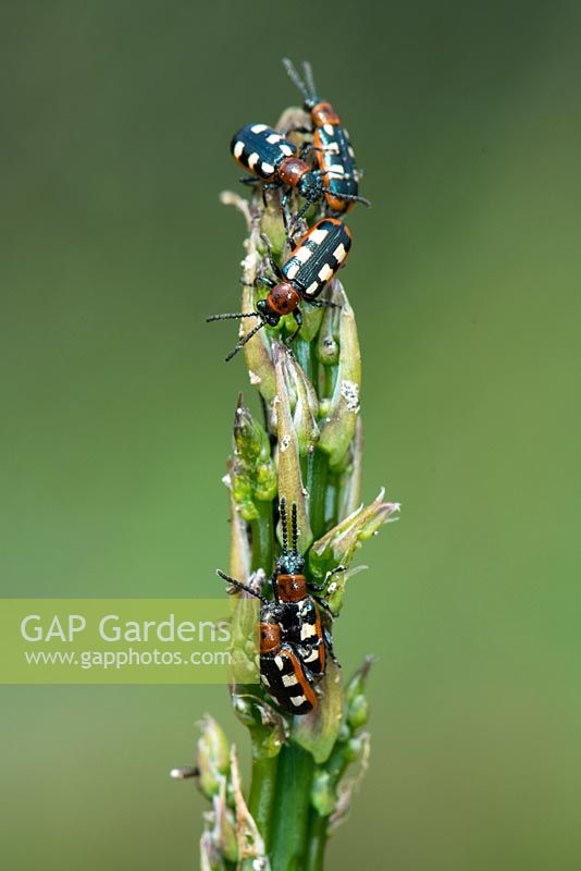Common asparagus beetle - Crioceris asparagi, infestation of adult beetles on tip of edible Asparagus