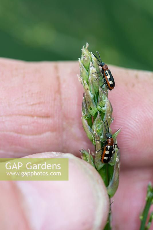 Common asparagus beetle, Crioceris asparagi,  adults about to be destroyed by gardener