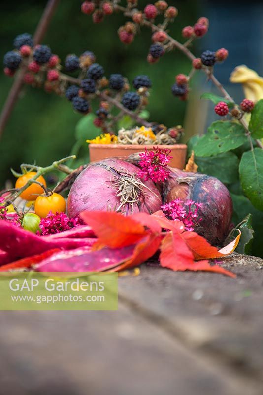Autumnal display of Onion, Tomatoes, Climbing Bean 'Borlotto Lingua di Fuoco', Rubus fruticosus and Calendula seed heads.