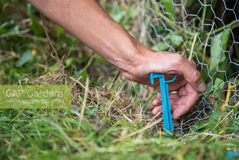 Fencing off a Rabbit hole - Using pegs to secure base of chicken wire at ground level