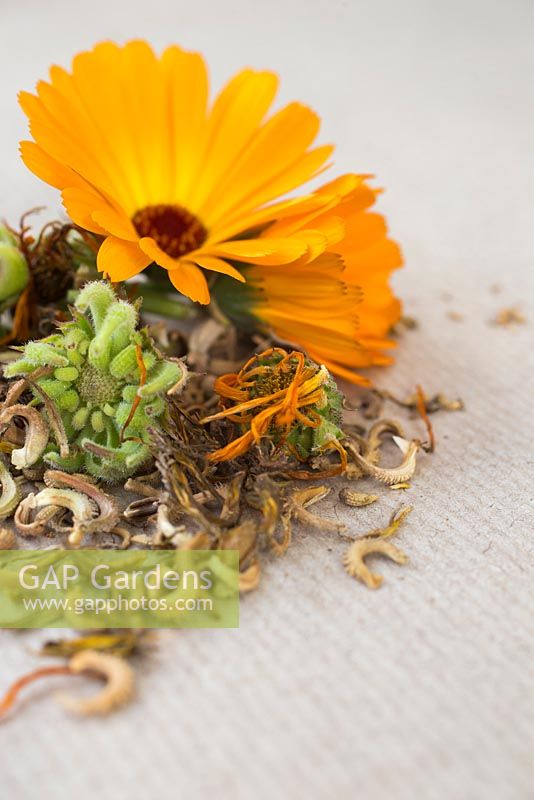 Flower, seed heads and seeds of Calendula. 