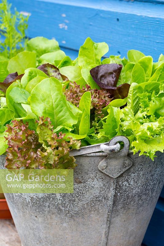 Mixed salad leaves growing in an old recycled galvanized bucket.