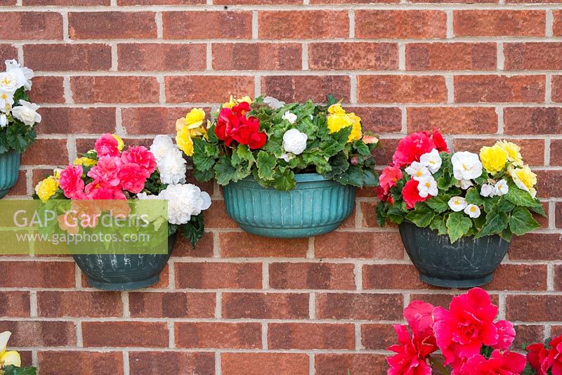 Container begonias brightening up a house brick wall