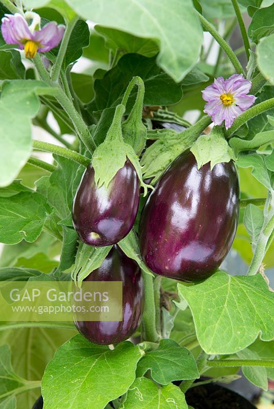 Aubergine, Italian Eggplant, 'Bellezza nera'
