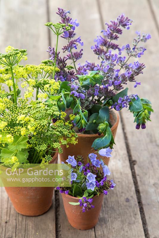Floral display of Alchemilla mollis, Parsley flowers, Campanula rotundifolia, Nepeta and Cerinthe major 'Purpurascens' in terracotta pots