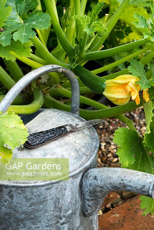 Galvanized watering can, garden knife and courgette plant