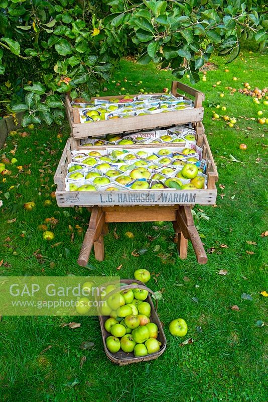 Harvesting Bramley apples, freshly picked apples sorted and placed in wooden trays and protected with newspaper