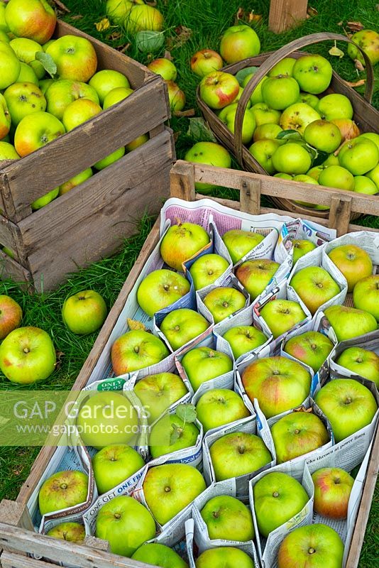 Harvesting Bramley apples, freshly picked apples sorted and placed in wooden trays and protected with newspaper