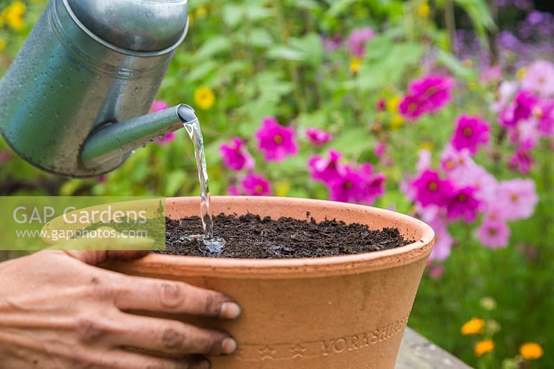 Watering freshly planted container of bulbs 