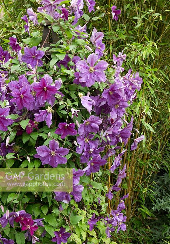 Clematis 'Dr Ruppel' with purple pink flowers in garden in summer 