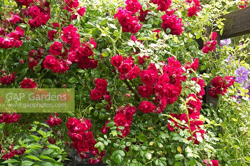 Rosa 'Flammentanz' bright red flowers with light frangrance  in summer 