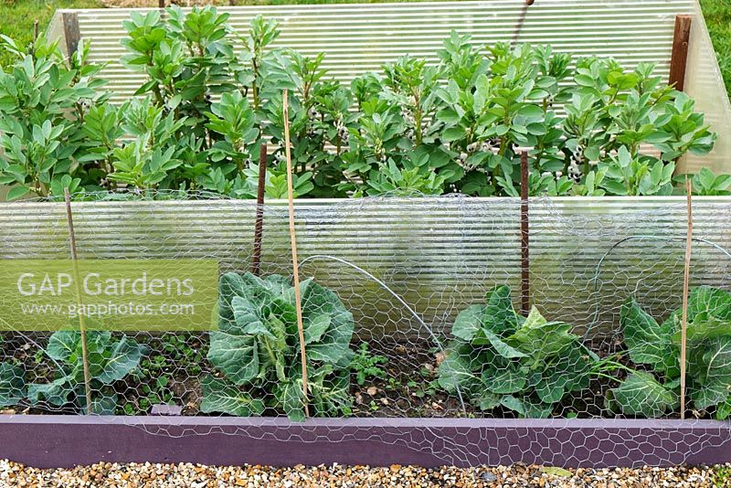 Over wintered vegetables with protective netting - Broad beans 'Aquadulce', and Spring cabbbages 'April'.