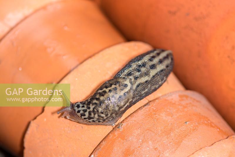 Limax maximus - Leopard Slug 