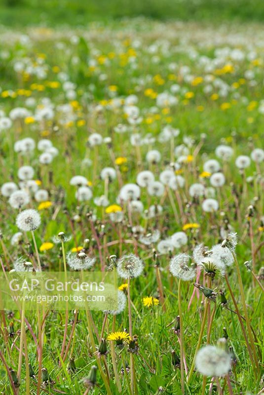 Taraxacum officinale, dandelion seedhead 'clocks' in early summer.