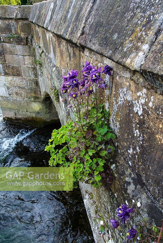 Aquilegia vulgaris,  Granny's Bonnet or Columbine - garden escapee naturalised on the stonework on Holme bridge, Bakewell, Derbyshire