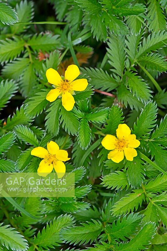 Argentina anserina common silverweed, silverweed cinquefoil