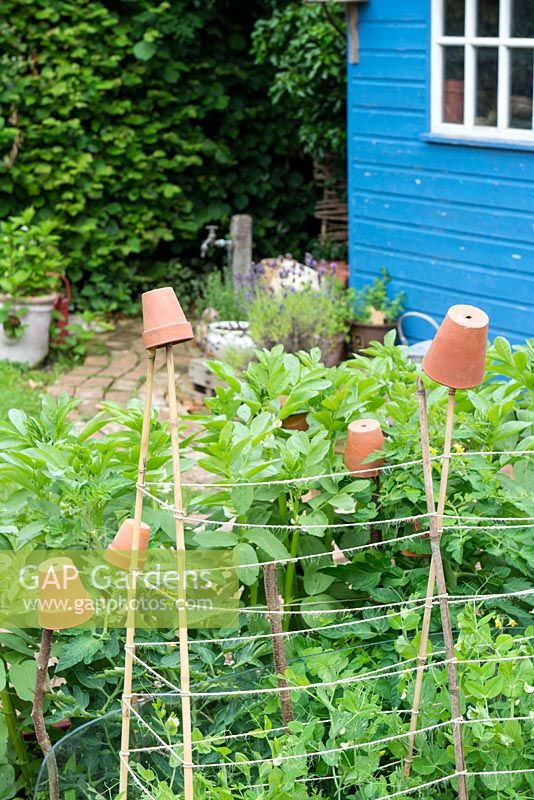 View of small raised bed with garden peas, 'Kelvedon Wonder', supported by canes and garden twine, England, July