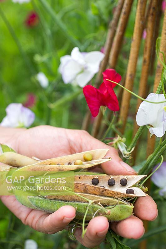 Gathering seed pods and seeds of Lathyrus odoratus - Sweet pea