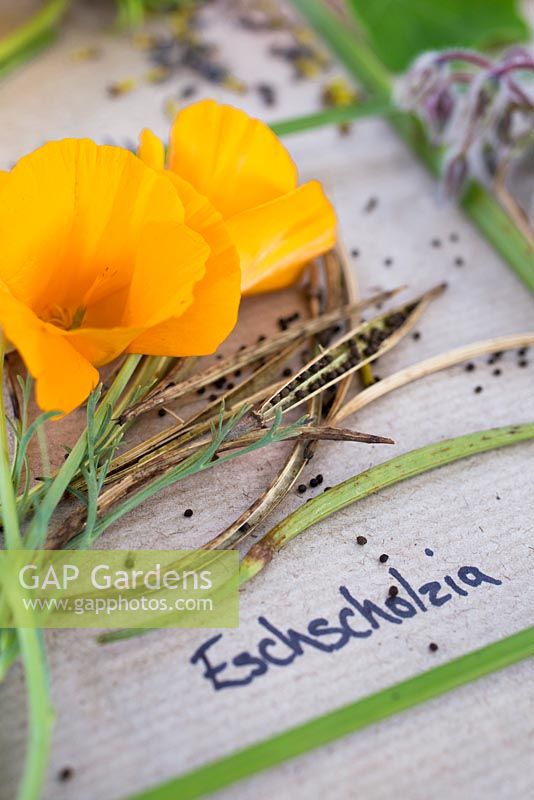 Flowers, seed heads and seeds of Eschscholzia californica - California poppy
