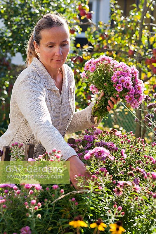 Woman picking asters