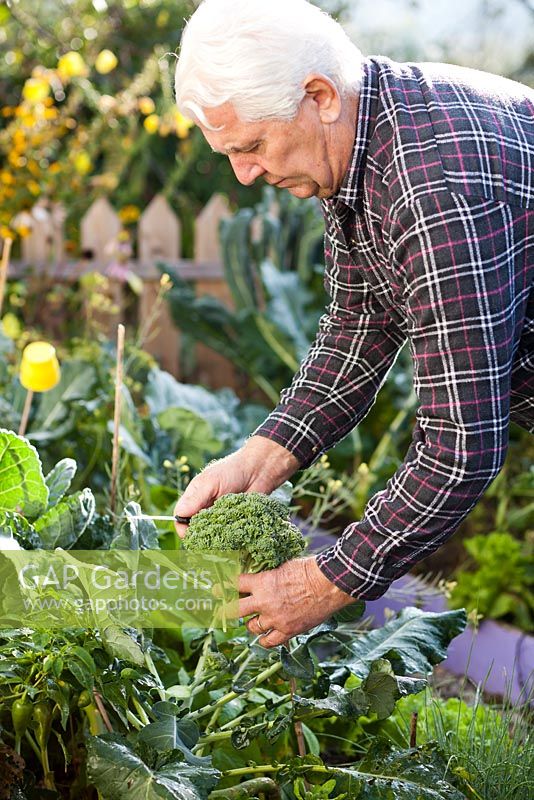 Man harvesting broccoli 'Corvet F1'.