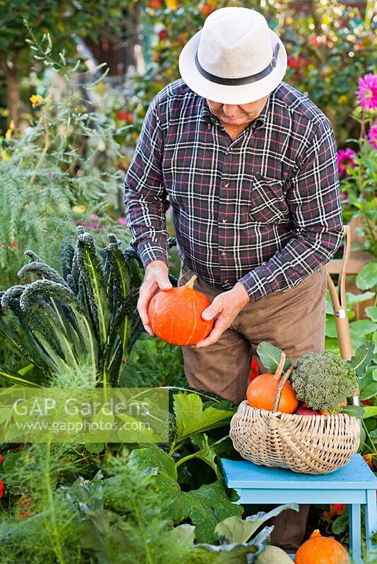 Man harvesting squashes in the vegetable garden.