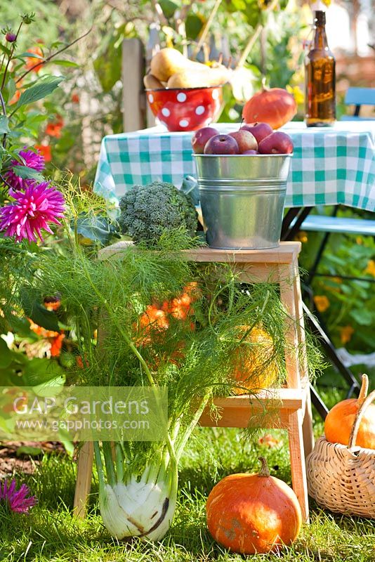 Display of harvested vegetables and fruits - fennel, pumpkin 'Hokkaido', apples, broccoli