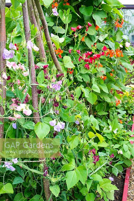 Summer garden with Runner beans growing alongside old fashion sweet peas, trained up hazel poles. 