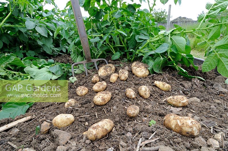 First early new potatoes, 'Arran Pilot', freshly dug on small allotment plot, UK, May