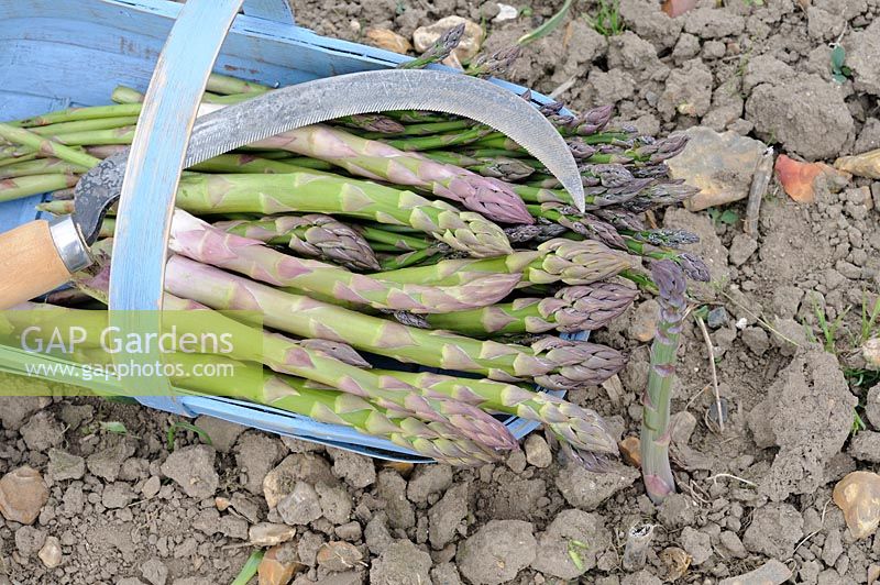 Asparagus, freshly cut spears in blue trug with knife, uncut spears at right, variety 'Cito'