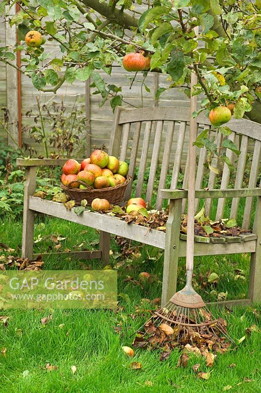 Garden seat with fallen leaves, lawn rake and basket of windfall apples under tree, England, October