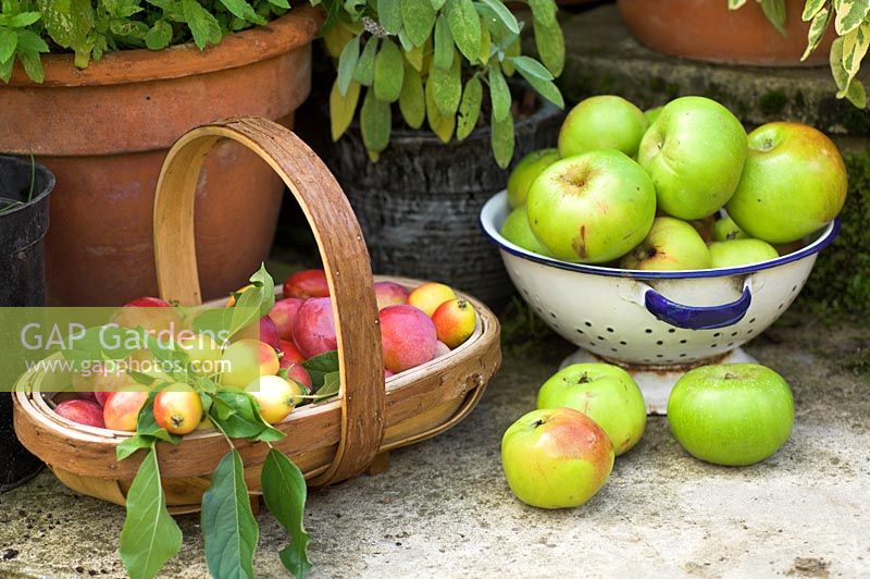 Garden still life with crab apples, john downie and bramley apples in rustic setting.