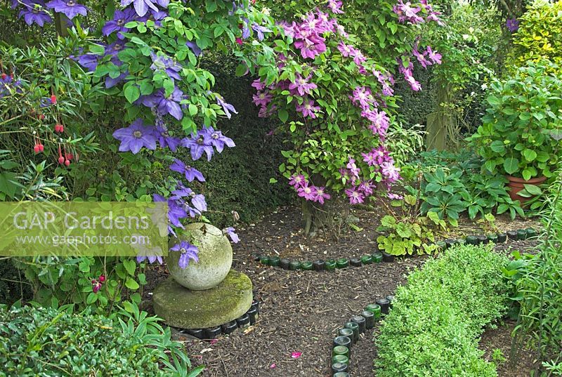 Clematis 'Elsa Spath' and 'Dorothy Tolver' growing on a rustic trellis in an English country garden, with bottle lined path and stone feature, Norfolk, UK, June