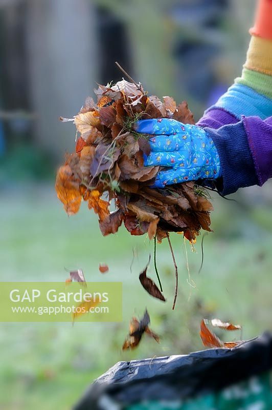 Gardener putting leaves in plastic sack to make leaf mould compost