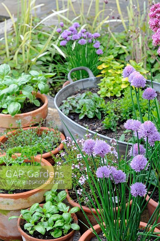 Assortment of kitchen garden herbs in various containers including galvanised iron tub, UK, June