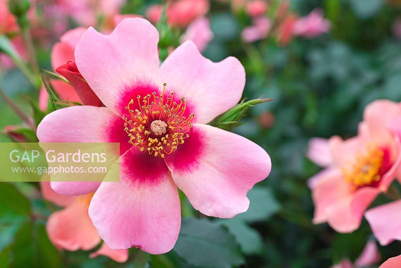 Rosa For Your Eyes Only 'Cheweyesup' PBR. Rose of the year 2015