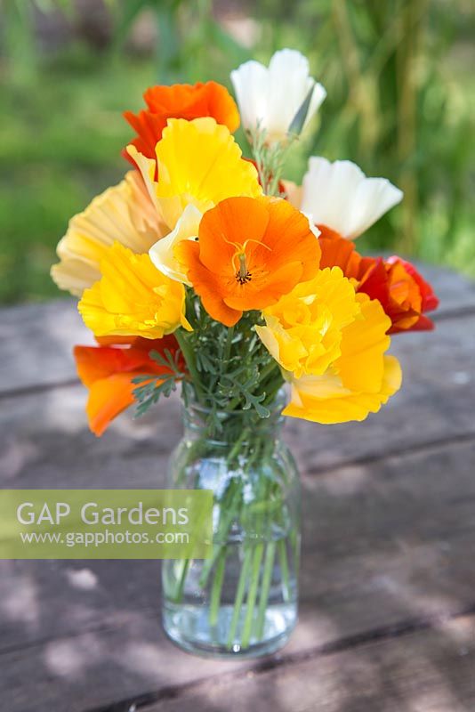 Floral display of Eschscholzia californica - Mixed California poppy in glass jar