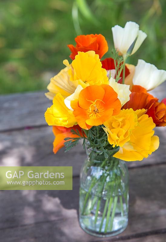 Floral display of Eschscholzia californica - Mixed California poppy in glass jar