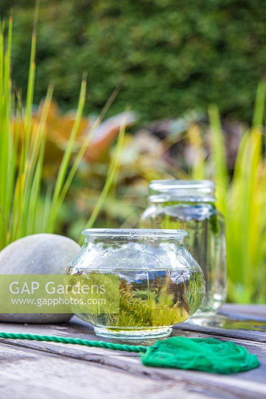 Pond dipping. Net and glass jars with pond life